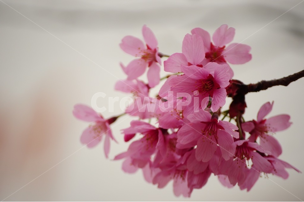 벚꽃,겹벚꽃,산벚꽃,왕벚꽃,꽃비,봄,계절,spring,season,식물,자연,plants,nature,꽃,flower,plant,blossom