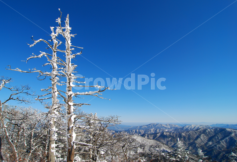 산,덕유산,풍경,배경,백그라운드,겨울,눈,눈꽃,설경,설원,자연,스노우,맑은,날씨,하늘,나무,나뭇가지,주목,고사목,식물,상고대,국립공원,겨울산,설산,고산,숲,겨울풍경,무주,무주군,전북,전라북도,한국,겨울,계절,winter,season