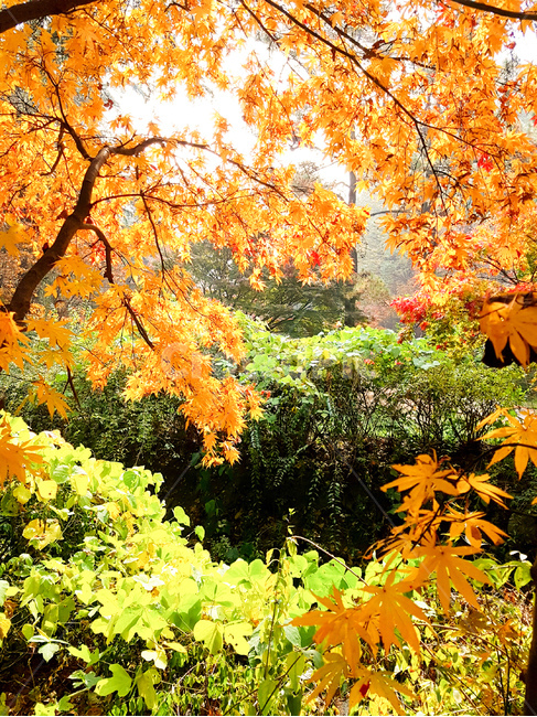 단풍나무,가을,풍경,노랑,나무,가을,계절,fall,autumn,season,자연,풍경,nature,landscape,식물,plants,나무,trees,wood,leaf,잎,plant,tree,maple,단풍