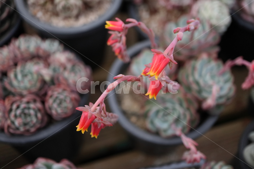 plant,식물,blossom,flower,꽃,블루미니마,미니마,다육,blueminima,echeveria,crassulaceae,돌나물과,로제트,rosette