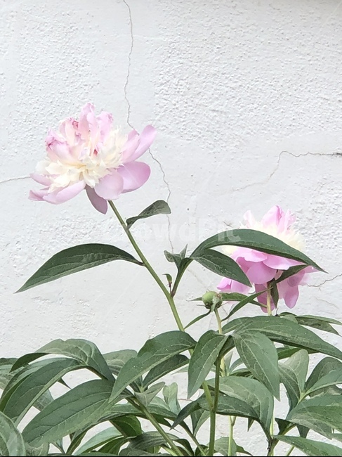 꽃,감성,분홍색꽃,분홍꽃,분위기