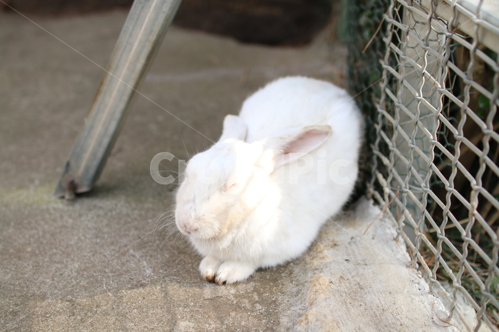 토끼,동물,포유류,애완동물,감성,감성사진,래빗,흰토끼,animal,귀