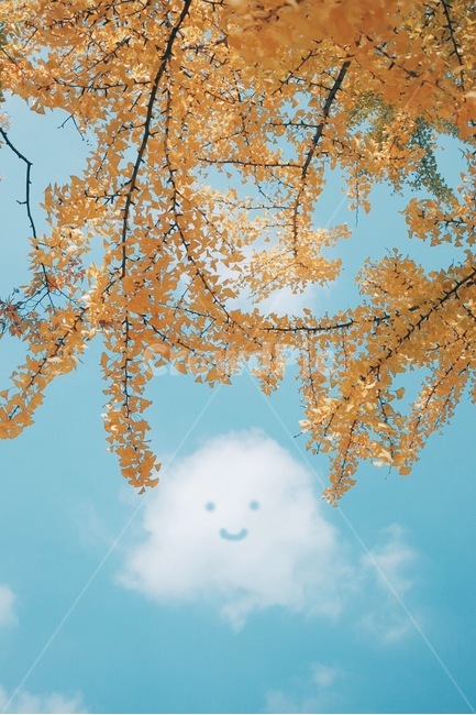 단풍,하늘,은행잎,가을,구름,가을,계절,fall,autumn,season,식물,자연,plants,nature,나무,trees,wood,감성,sensible,feeling,leaf,잎,plant,tree