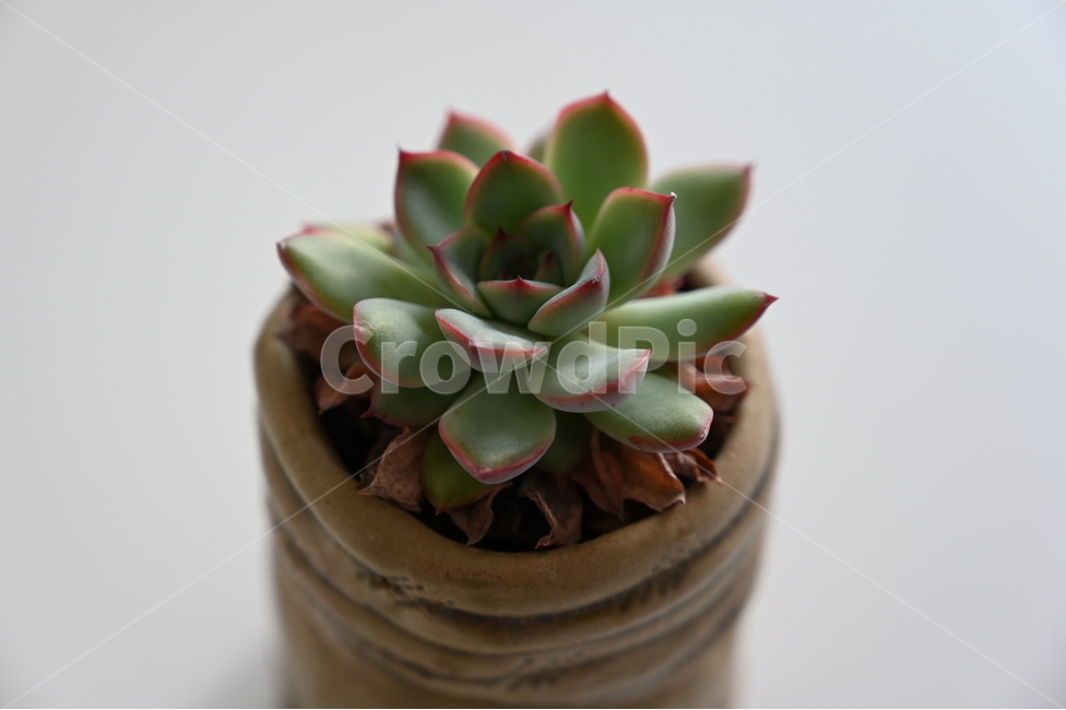 다육,식물,그린,화분,초록,식물,자연,plants,nature