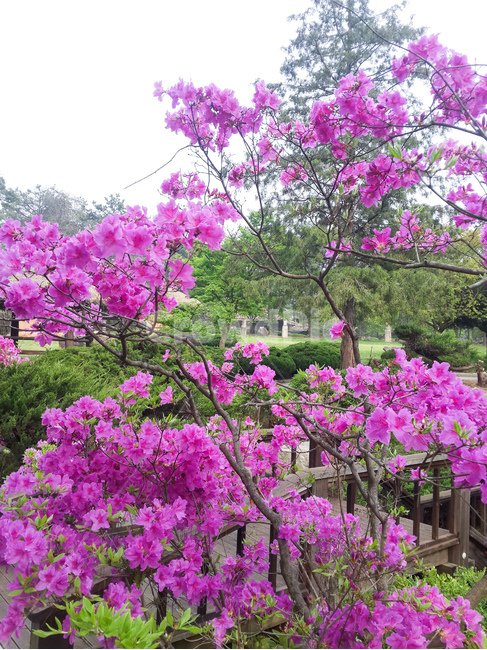 봄,영산홍,꽃,핑크색,풍경,봄,계절,spring,season,식물,자연,plants,nature,꽃,flower,plant
