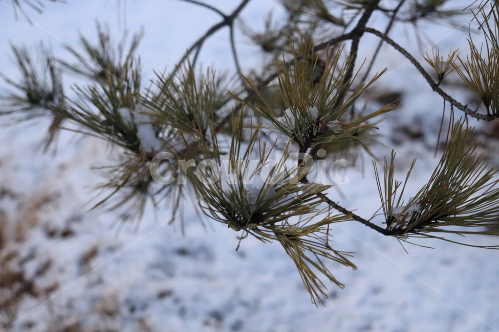 솔잎,설경,눈덮인,소나무,겨울,감성,winter,snow,자연