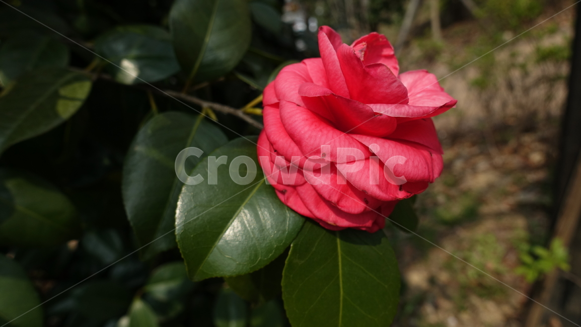 동백,동백꽃,꽃,식물,레드색,붉은꽃,식물,자연,plants,nature,꽃,flower