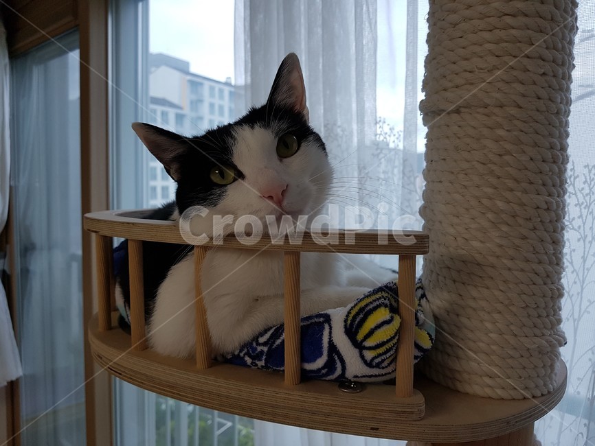 고양이,흰색,핑크색코,검은색꼬리,검정색,동물,animal,포유류,mammal,고양이,cat,kitten,kitty