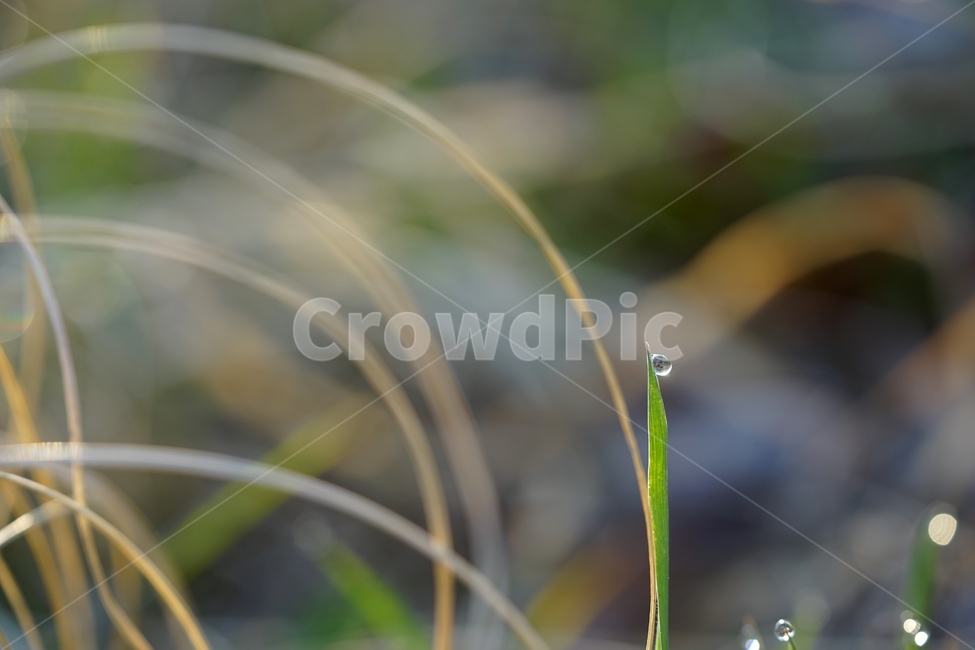 풀,잡풀,야생초,식물,아침이슬,아침,자연,풍경,nature,landscape,plant,grass,잔디