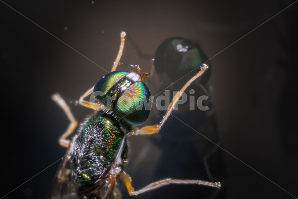 파리,접사,겹눈,신비,곤충,동물,animal,곤충,벌레,insect,bug