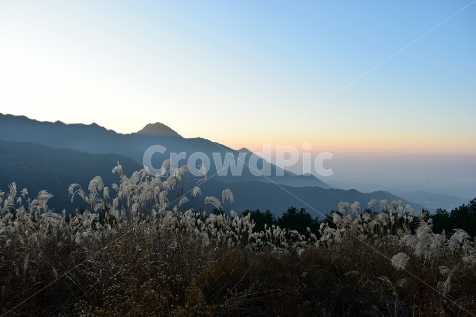 유명산,마유산,억새,가을,풍경,자연,여명,하늘,감성,힐링,아름다운,가을,계절,fall,autumn,season,자연,풍경,nature,landscape,plant,식물,grass,잔디,lawn