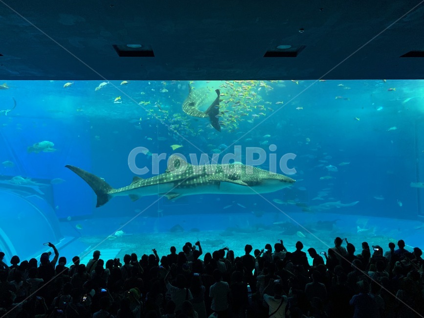 오키나와,okinawa,일본,japan,수족관,aquarium,고래상어,whaleshark,츄라우미,water,물,실내,indoor