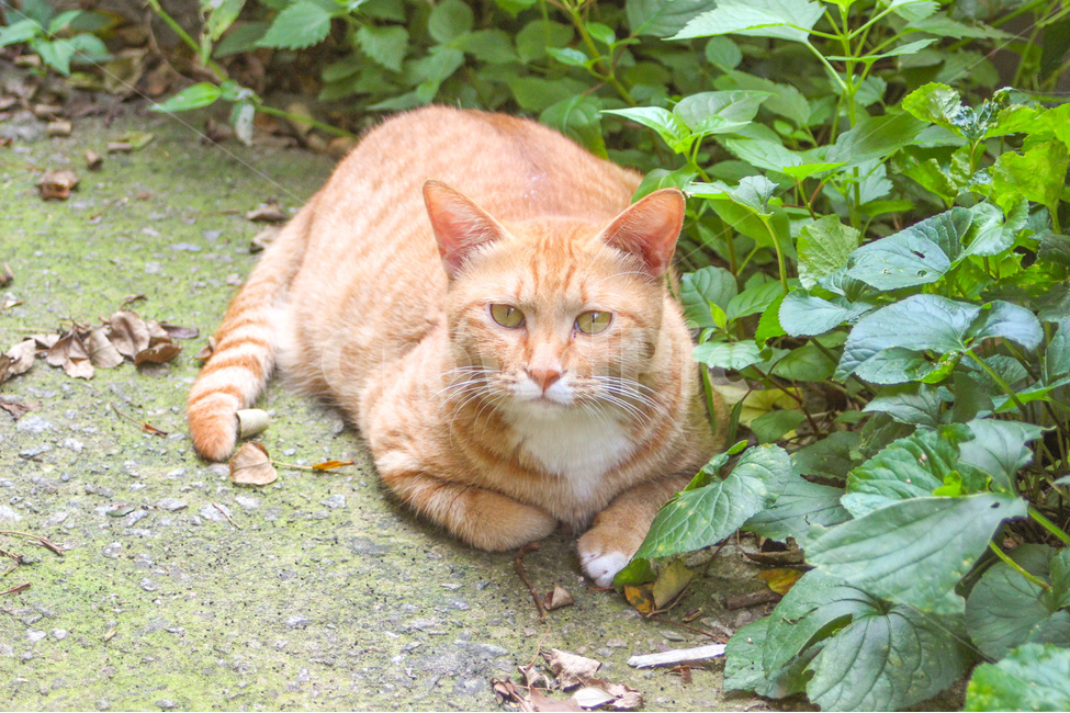 고양이,cat,동물,animal,길고양이,감성사진,감성,동물사진,숲,풀,자연,grass,nature,자세,pose,동물,animal,포유류,mammal,고양이,cat,kitten,kitty