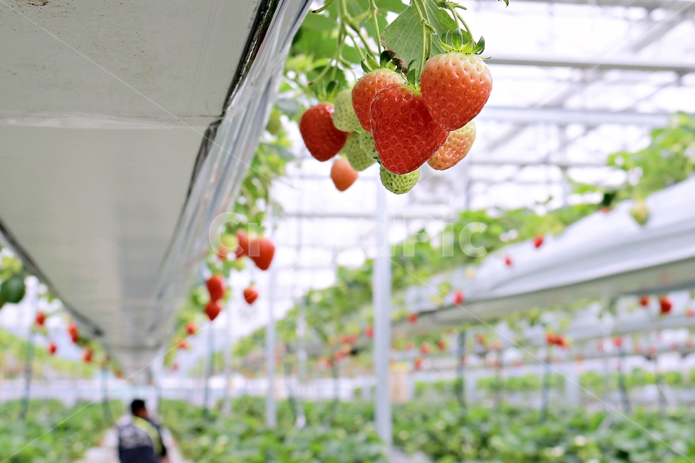 딸기,과일,딸기농장,열매,음식,red,먹음직,작물,식물,온실,하우스딸기,strawberry,과일,열매,fruit,산업,industry,industrial,농업,농사,agriculture,farming,farming industry