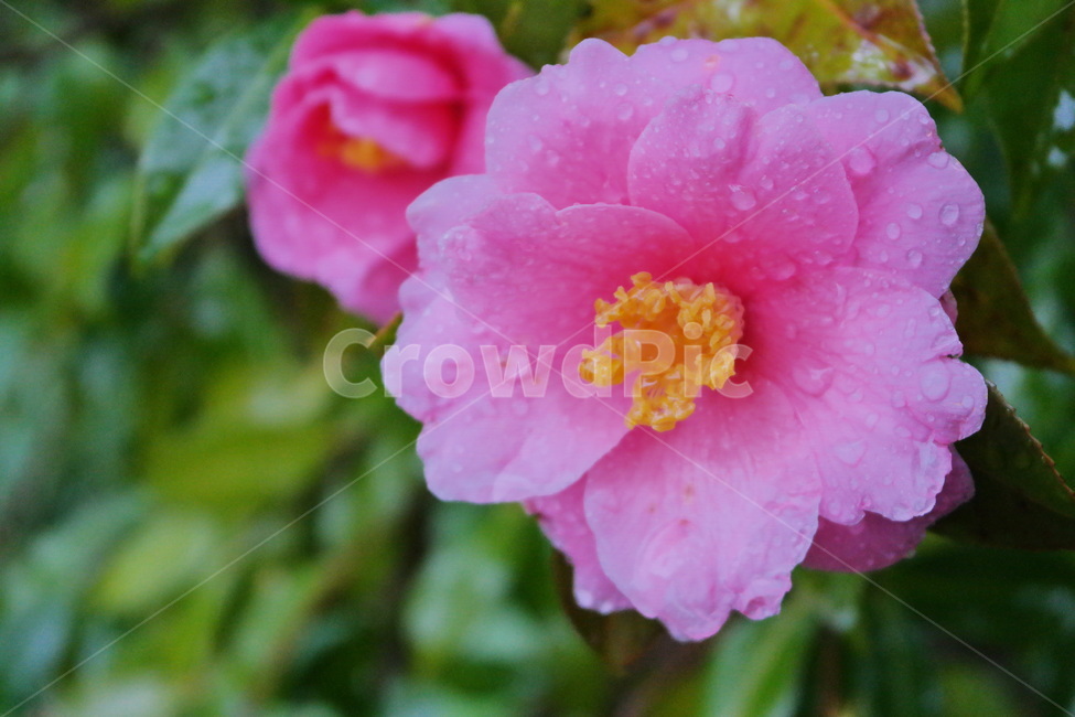동백,동백꽃,겨울꽃,비,빗방울,비오는날,꽃,분홍꽃,분홍,pink,식물,plant,flower,camellia,blossom,winter,rain,수반,감성,비에젖은,비오는,겨울비,만개,꽃,flower