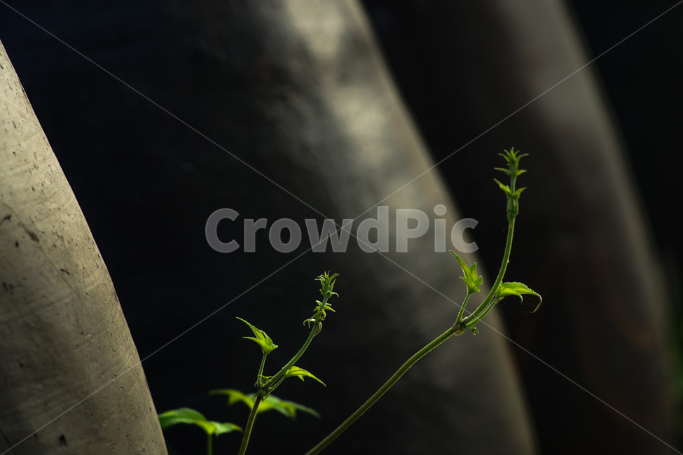장독,항아리,풀,식물,야생식물,장독대,식물,자연,plants,nature