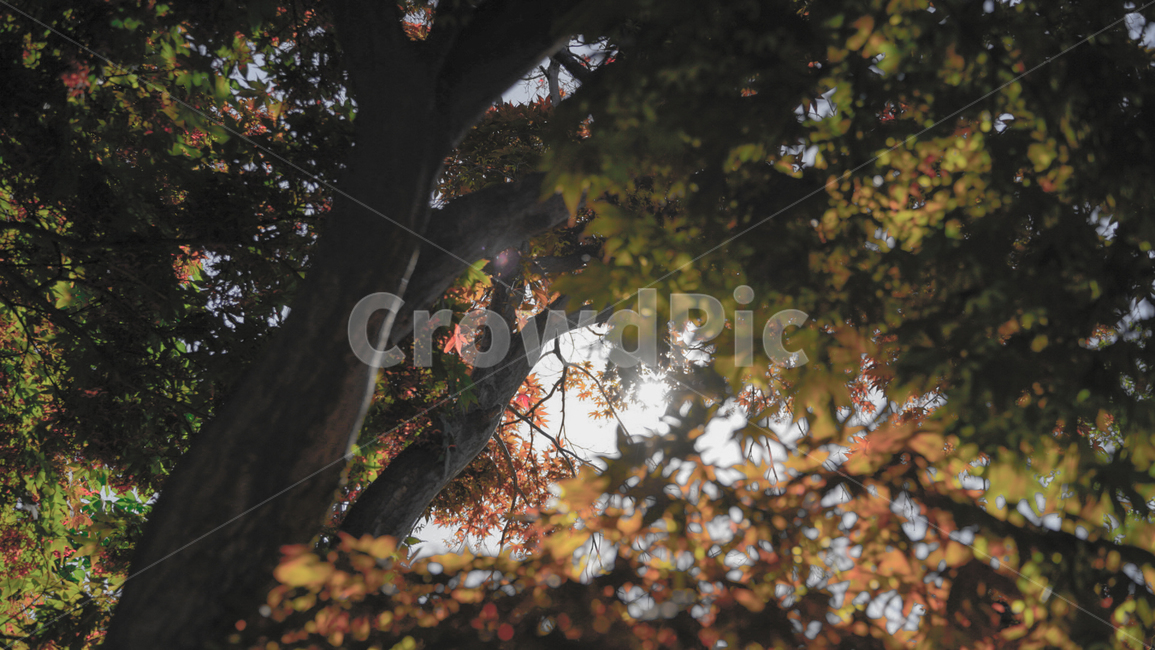 감성,햇빛,가을,단풍,단풍나무,가을,계절,fall,autumn,season