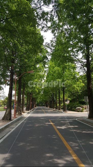 나무,길,여름,메타세콰이어,메타세콰이어길,초록나무,tree,street,summer,metasequoia,감성사진,시원함,그늘,도로,초록,자연,풍경,nature,landscape,road