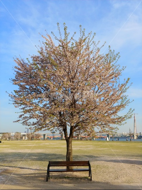 벚꽃,벛꽃나무,봄,한강공원,나무,난지공원,햇살,구름,하늘,한국경치,한국풍경,나무한그루,벤치,의자,쉼,여유,4월,tree,cherryblossoms,자연,풍경,잔디
