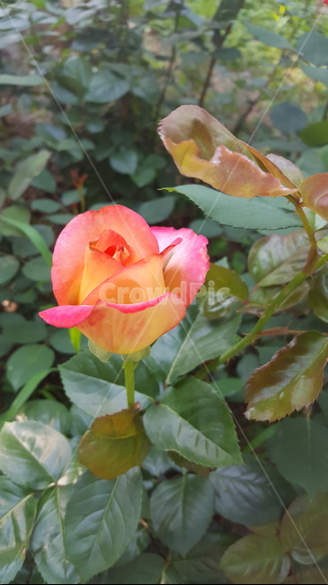 숲,꽃,자연,힐링,싱그로운,산책,식물,자연,plants,nature,꽃,flower