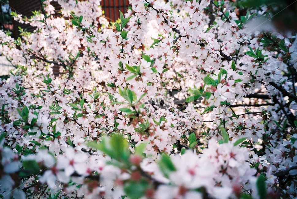 벚꽃,cherryblossom,flower,blossom,꽃,식물,봄,경칩,우수,입춘,plant,봄나무,봄꽃,spring,pink,beautiful,green,wood,나무,필름,필름사진,필름촬영,film
