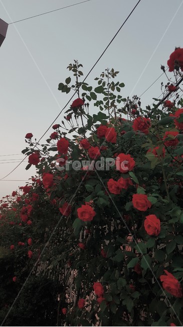 blossom,flower,꽃,장미,rose,flowers,식물,자연,plants,nature,꽃,flower