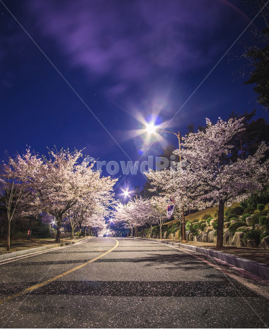 봄,벚꽃,풍경,자연풍경,야경,색감,꽃,빛갈라짐,봄,계절,spring,season,자연,풍경,nature,landscape,야경,밤,nightscape,night,plant,식물,flower,blossom,cherry blossom