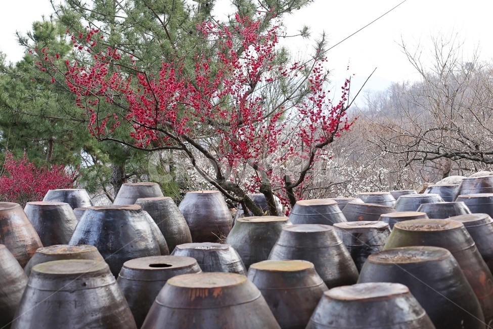 항아리,매화마을,매화축제,매화꽃,매화,flower,봄,계절,spring,season,한국전통,한국문화,korean traditional,korean culture,식물,자연,plants,nature,꽃,flower,사물,물건,오브젝트,thing,object,matter,plant