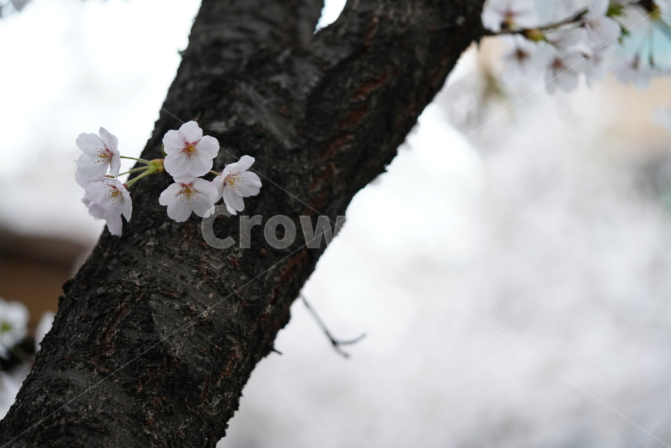 꽃,벚꽃,봄,계절,플라워,화이트,흰색,하얀색,생물,감성,느낌,식물,flower,spring,white,봄,계절,spring,season,식물,자연,plants,nature,꽃,flower,plant
