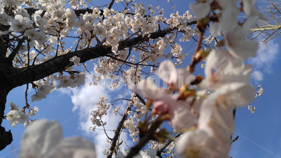 벚꽃,벚꽃나무,연분홍,연분홍꽃,하늘,흰색,꽃,나무,블루,만개한,flower,tree,nature,bloom,pink,white,sky,blue,fullgrown,식물,자연,plants,nature,꽃,flower