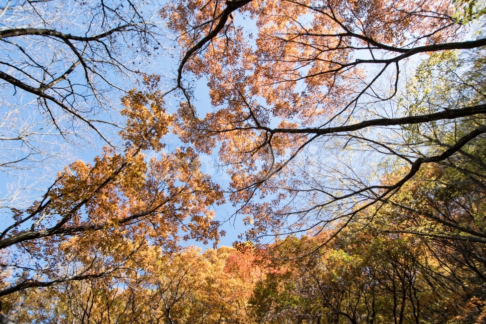 가을,제주도,풍경,단풍,가을하늘,하늘,가을,계절,fall,autumn,season,식물,자연,plants,nature,tree,나무,plant,maple