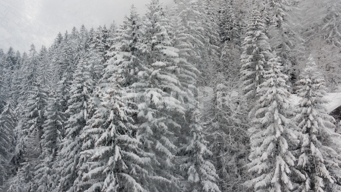 스위스,산,알프스,융프라우,겨울,겨울왕국,swiss,mountain,alps,jungfrau,winter,frozen,nature,자연,outdoors,옥외,ice,snow,식물,plant,나무,tree,빙,눈,겨울,계절,winter,season