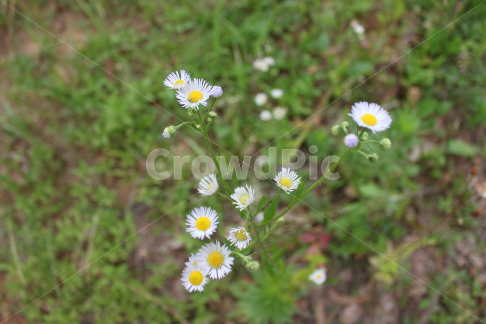 길거리,자연,산,생명,하얀색,초록색,이미지,image,사진,photo,camera,여행,travel,추억,memory,촬영,shooting,취미hoddy,일상,everydaylife,생각,식물,자연,plants,nature,꽃,flower