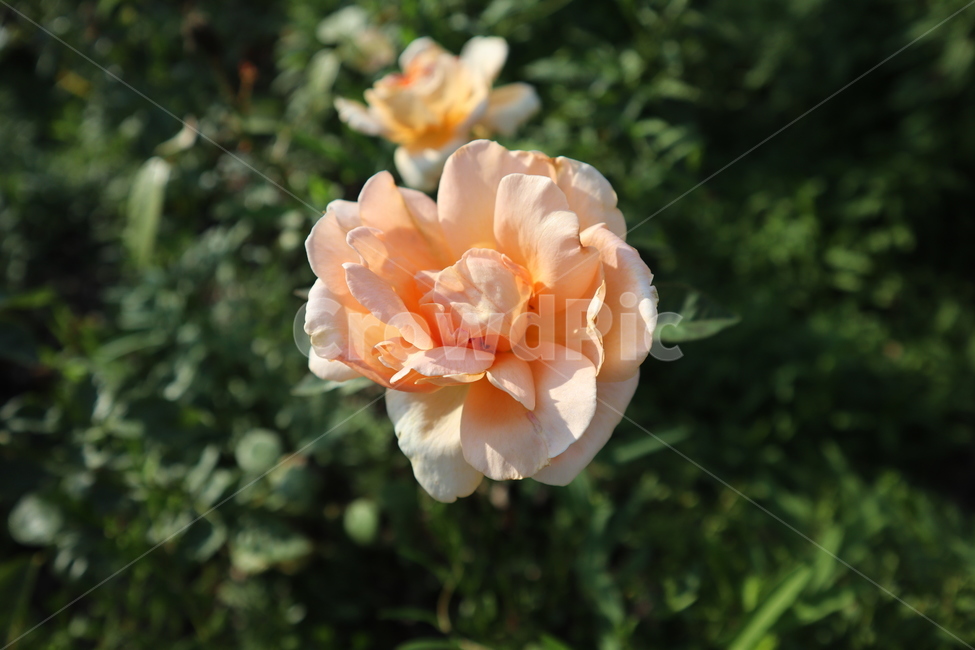 flower,꽃,주황꽃,아름다운꽃,장미