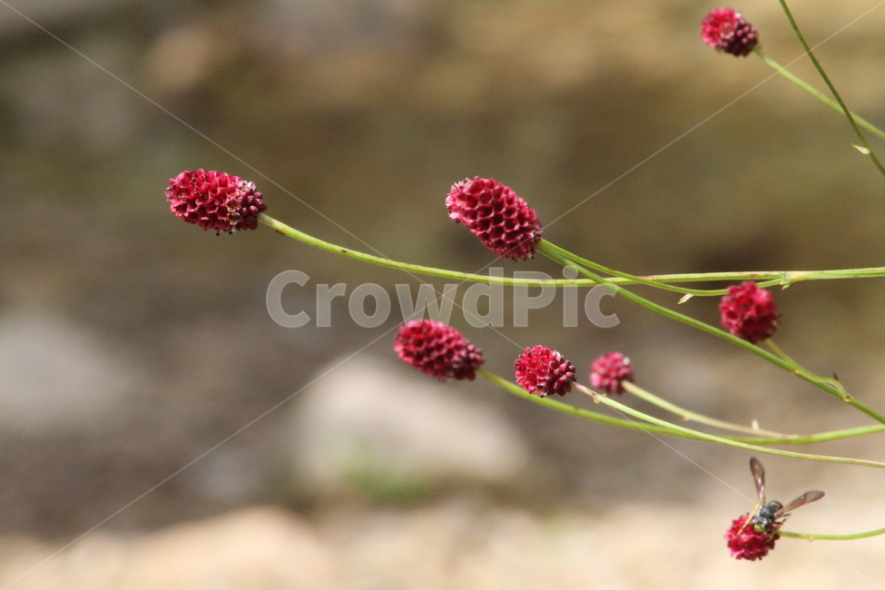 오이풀,지우초,야생화,식물,burnetbloodwort,식물,자연,plants,nature