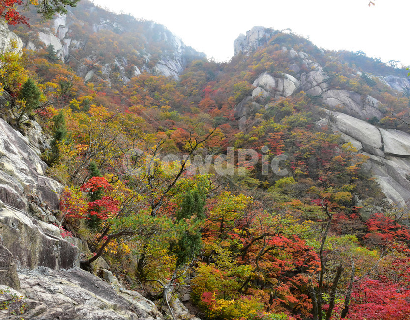 가을,단풍,자연,풍경,북한산,잎,단풍잎,붉은,나무,계절,계곡,숲,힐링,plant,fall,autumn,season,forestnature,landscape,한국자연풍경,한국자연경관,korea,tree,maple,leaf,가을,계절,fall,autumn,season,자연,풍경,nature,landscape,outdoors,옥외