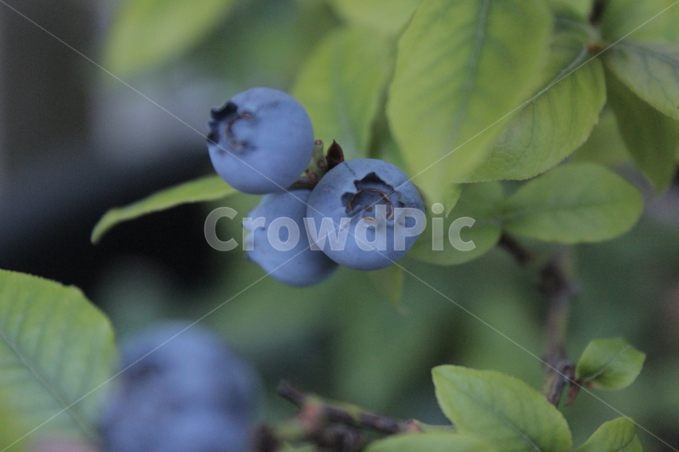블루베리,초록잎,과일,식물,열매,과일,열매,fruit