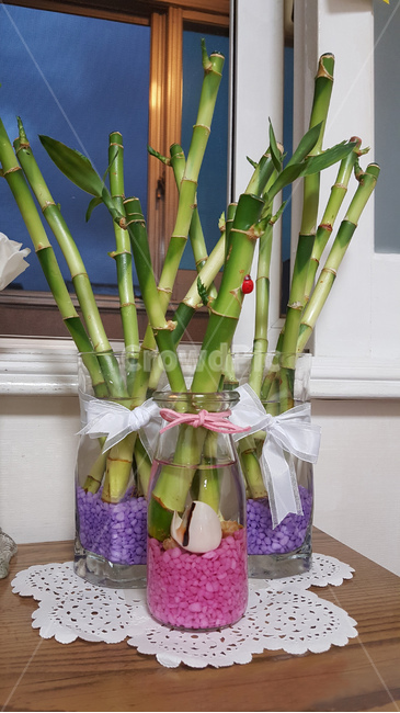 개운죽,식물,수경재배,화분,관상,실내용화초,화분,화초,house plant