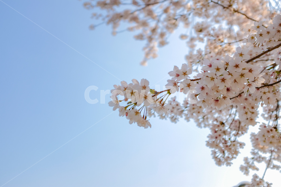 plant,식물,flower,꽃,blossom,벚꽃,cherry,blooming,하늘,sky,blue,pink,봄,spring,4월,april,tree,나무,밝은,bright,beautiful,아름다운