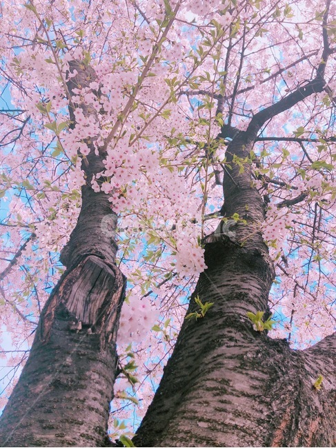 벚꽃,나무,꽃,봄,분홍,색감,평화로운,편안한,힐링,치유,여유,자연,풍경,계절,spring,pink,cherryblossom,flower,tree,nature,rest,relaxation,healing
