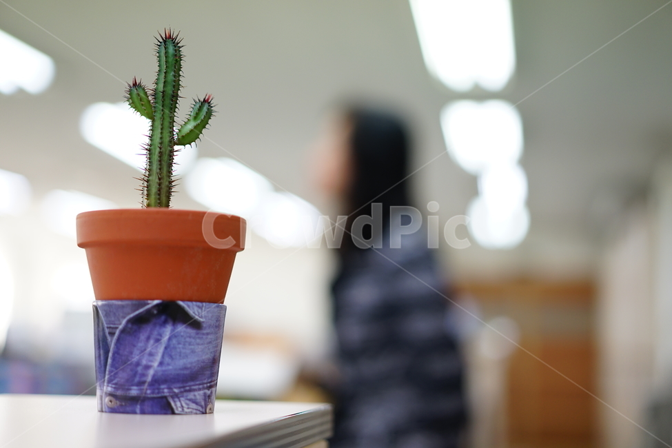 선인장,화분,화초,취미,식물,생명,가시,식물,자연,plants,nature,실내용화초,화분,화초,house plant