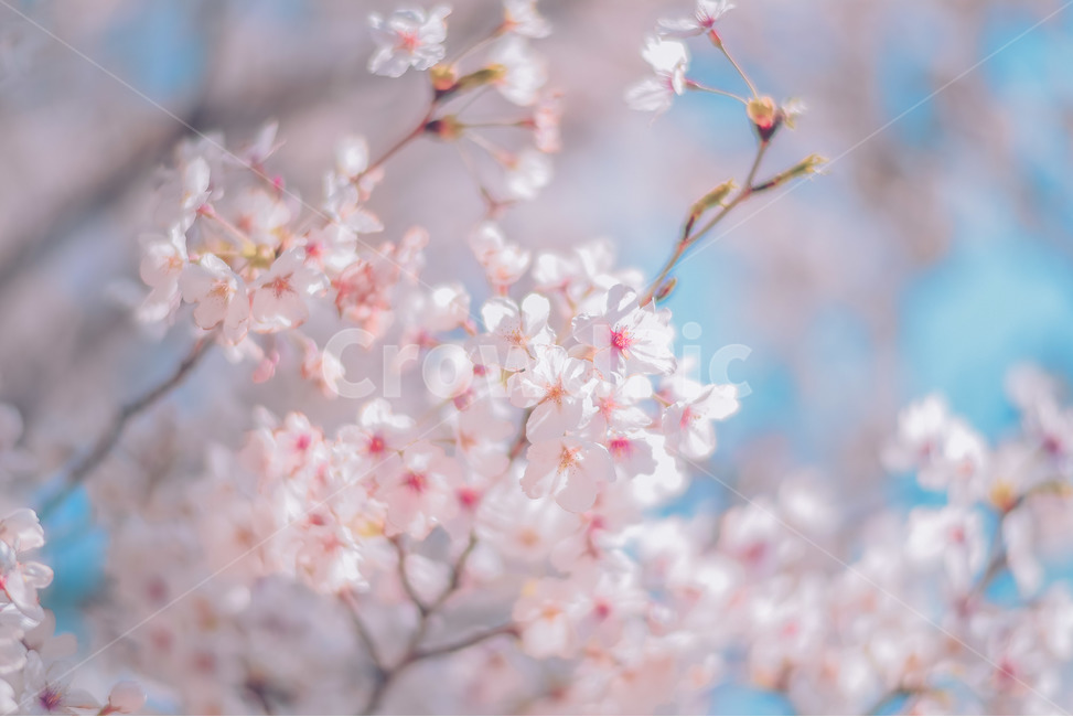 봄,벚꽃,하늘,감성,자연,봄,계절,spring,season,식물,자연,plants,nature,꽃,flower,감성,sensible,feeling,색깔,색상,색채,색감,color sense,color sensitivity,feeling of color,plant