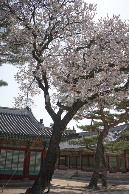 창경궁,서울,한국,벚꽃,매실나무,korea,대한민국,seoul,혜화,헤화역,혜화동,4월,april,봄,spring,봄꽃,풍경,landscape,조선,조선시대,조선왕조,궁전,궁궐,왕궁,나무,자연,nature,한옥,tree,palace,한국문화,한국전통,전통문화,전통,문화,한국적인,한국풍경,역사,히스토리,history,한국전통,한국문화,korean traditional,korean culture,식물,자연,plants,nature,나무,trees,wood,건축물,건물외관,exterior,building,structure,architecture,construction