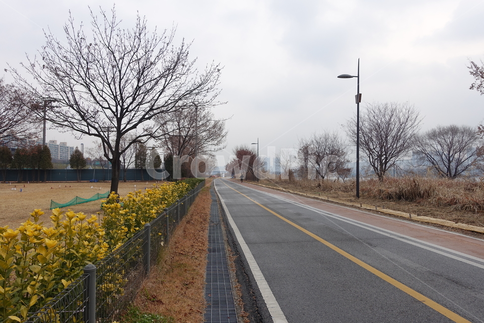 한강,한강자전거길,자도,자전거길,이촌동,이촌한강공원,겨울,나목