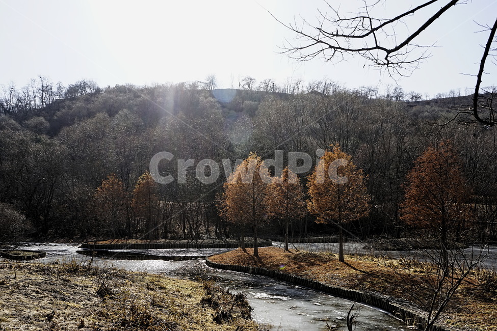 겨울,공원,나무,빛,그림자,얼음,추위,winter,park,season,cold,감성,난지천공원,마포,trees,woods,branch,leafless,가을,계절,fall,autumn,season,자연,풍경,nature,landscape,tree,plant,식물,conifer,구과 식물,fir,전나무