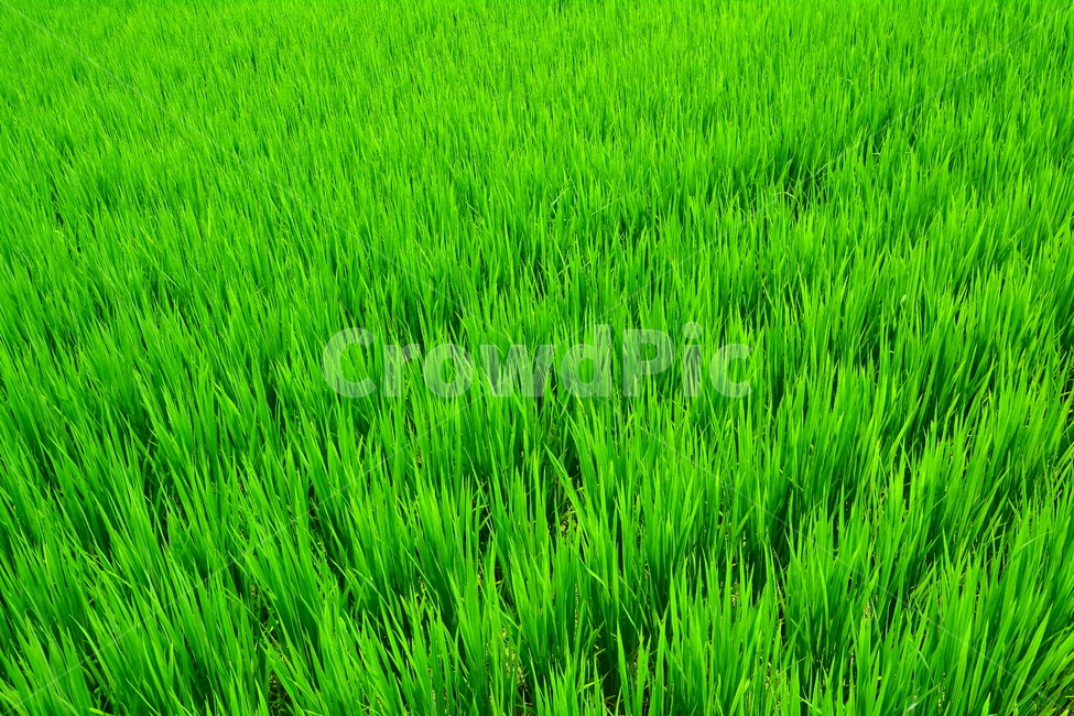 벼,벼농사,쌀,주식,쌀밥,농사,논농사,아시안,asian,rice,식물,씨앗,미곡,밥맛,초여름,신선한,시골,농촌,야외,식물,자연,plants,nature,산업,industry,industrial,농업,농사,agriculture,farming,farming industry
