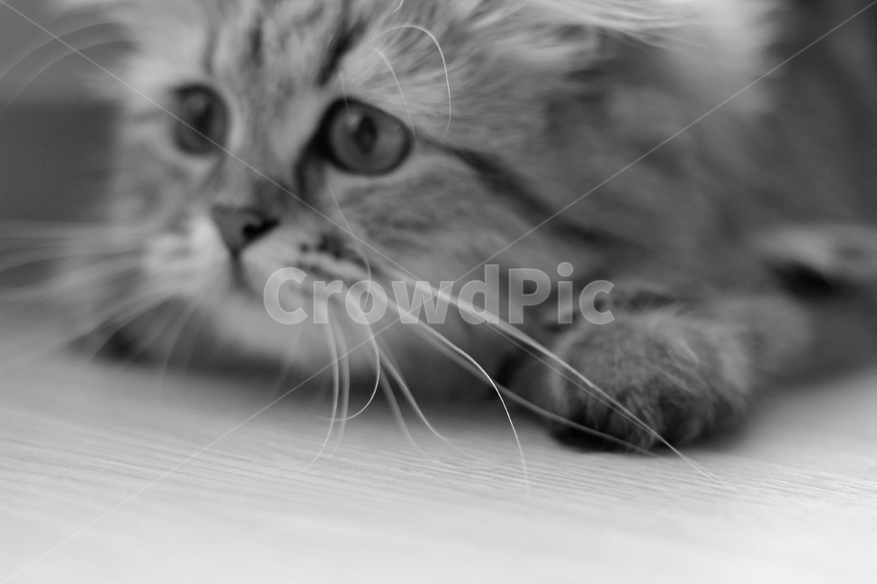 고양이,흑백,애묘,동물,귀여움,동물,animal,포유류,mammal,고양이,cat,kitten,kitty,흑백,모노톤,monochrome,black and white