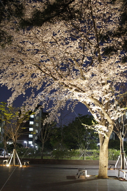 밤,벚꽃,cherryblossom,봄,spring,봄,계절,spring,season,야경,밤,풍경,nightscape,night,landscape,식물,자연,plants,nature,나무,trees,wood,plant