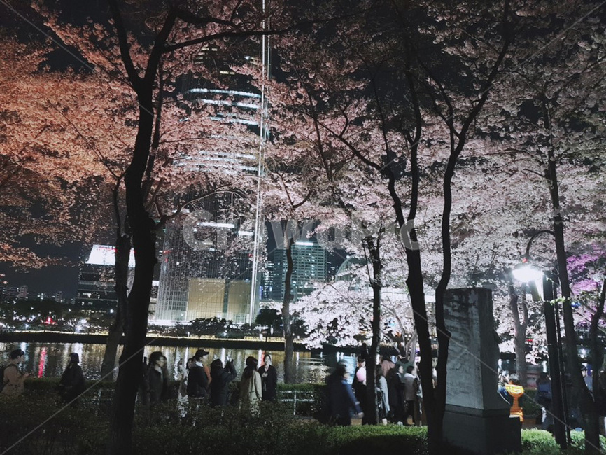 밤,밤꽃,벚꽃,밤벚꽃,산책
