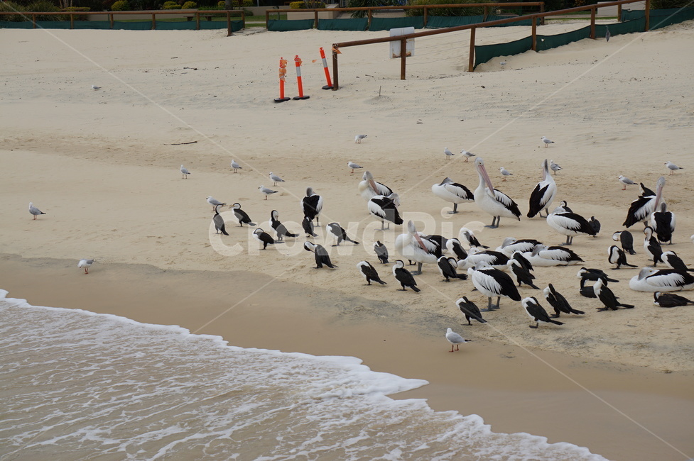 해변,새와해변,해외섬해변,beach,여름해변,해변,바다,beach,sea,동물,animal,조류,새,birds